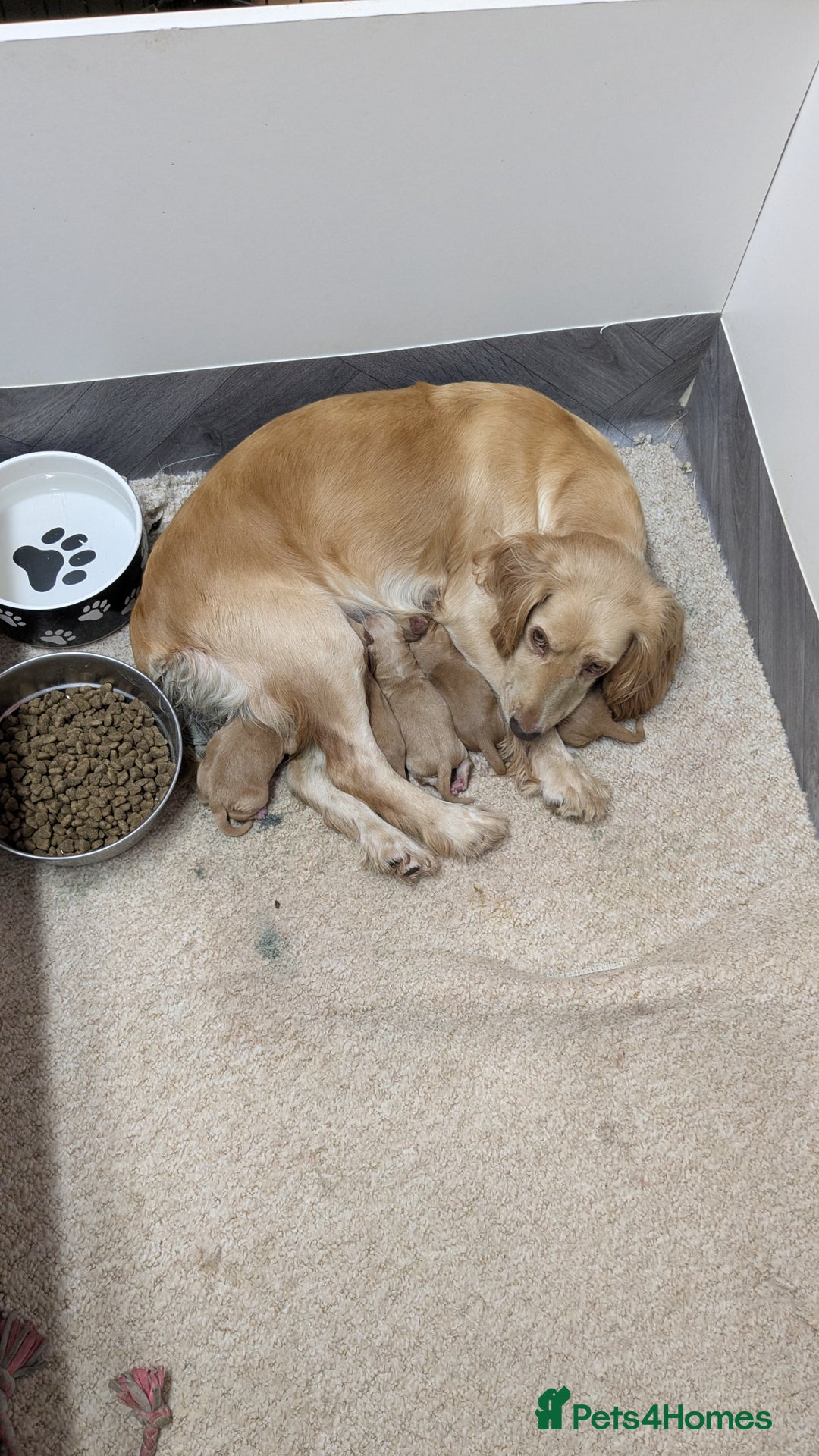 Cocker Spaniel dogs for sale: Adorable Working-Type Cocker Spaniel Puppies  - Image 1