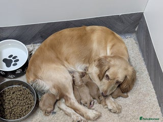 Cocker Spaniel dogs - Advert 8