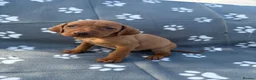 Hungarian Vizsla dogs for sale: Beautiful KC Reg Hungarian Vizsla Puppies - Advert 38