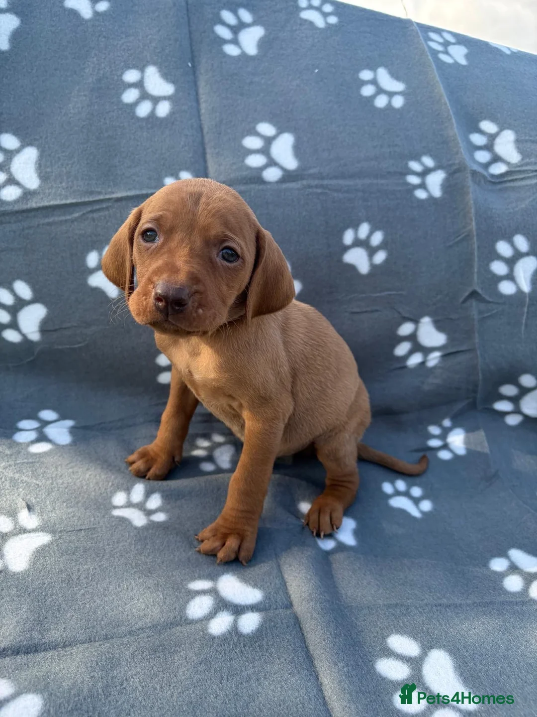 Hungarian Vizsla dogs for sale: Beautiful KC Reg Hungarian Vizsla Puppies - Advert 38