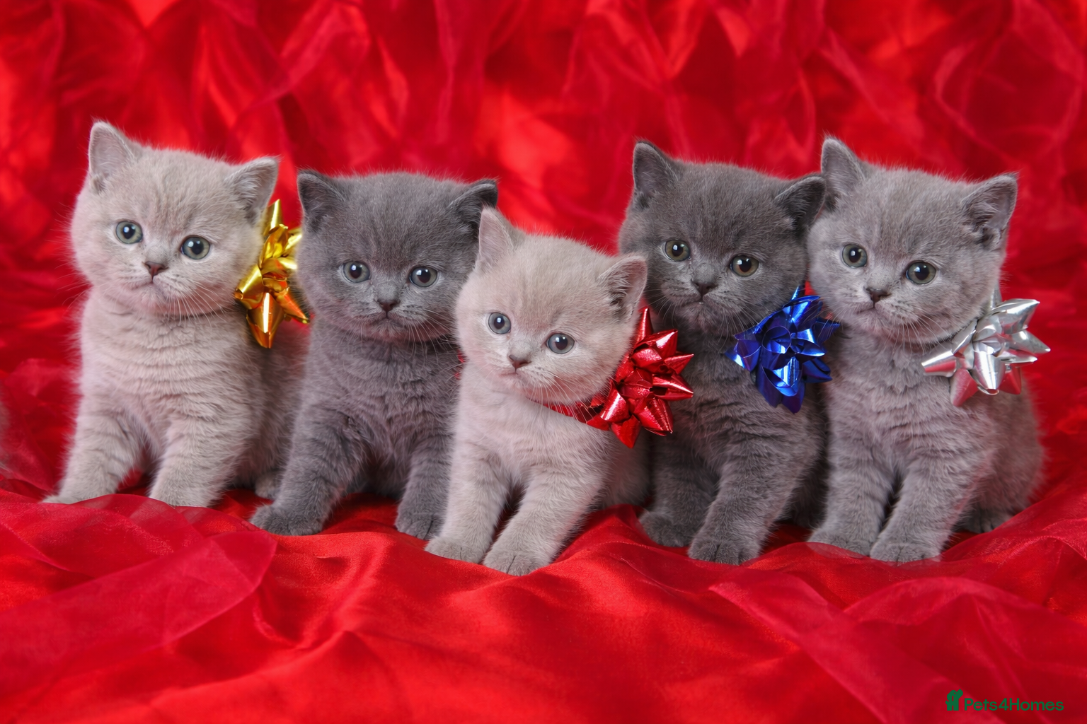 British Shorthair cats Beautiful British Shorthair Kittens for LovingHome - Advert 2