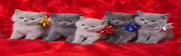 British Shorthair cats for sale: Beautiful British Shorthair Kittens for LovingHome - Advert 1