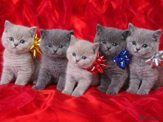 British Shorthair cats Beautiful British Shorthair Kittens for LovingHome - Advert 6
