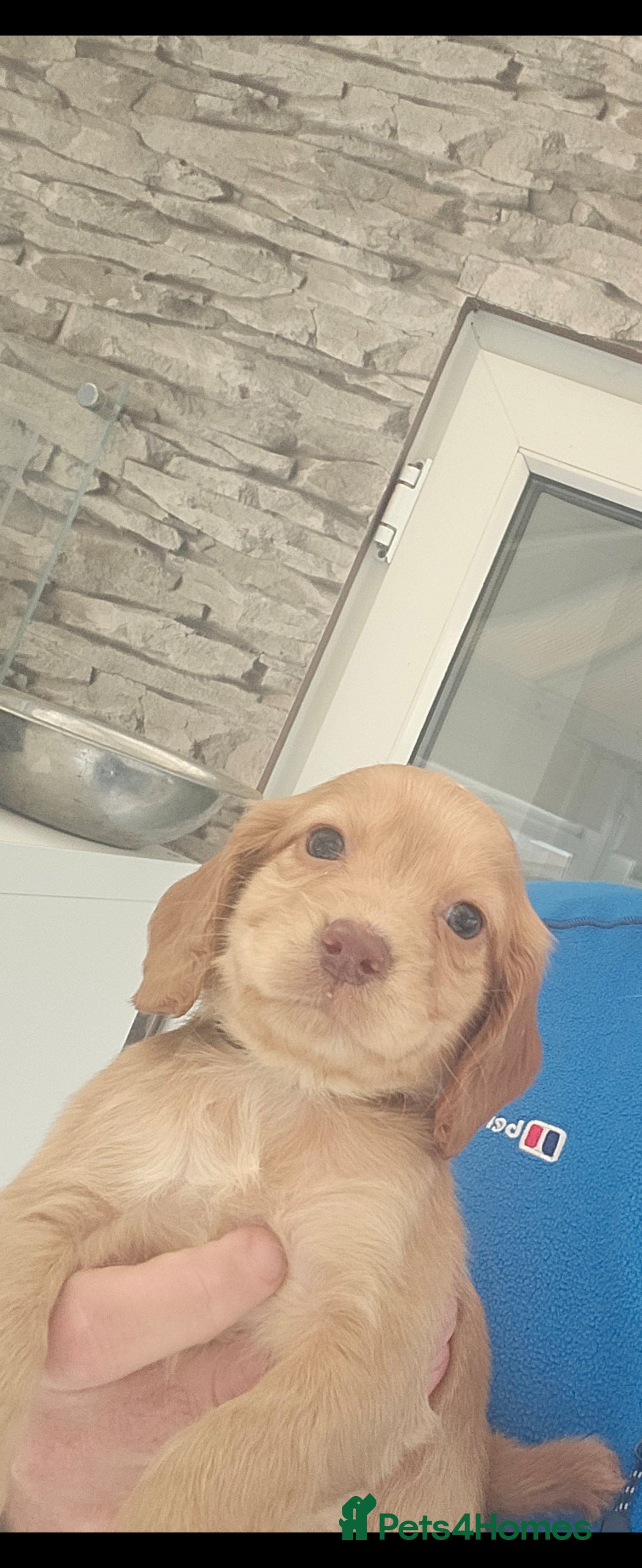 Cocker Spaniel dogs for sale: Health tested working cocker spaniels  - Image 31