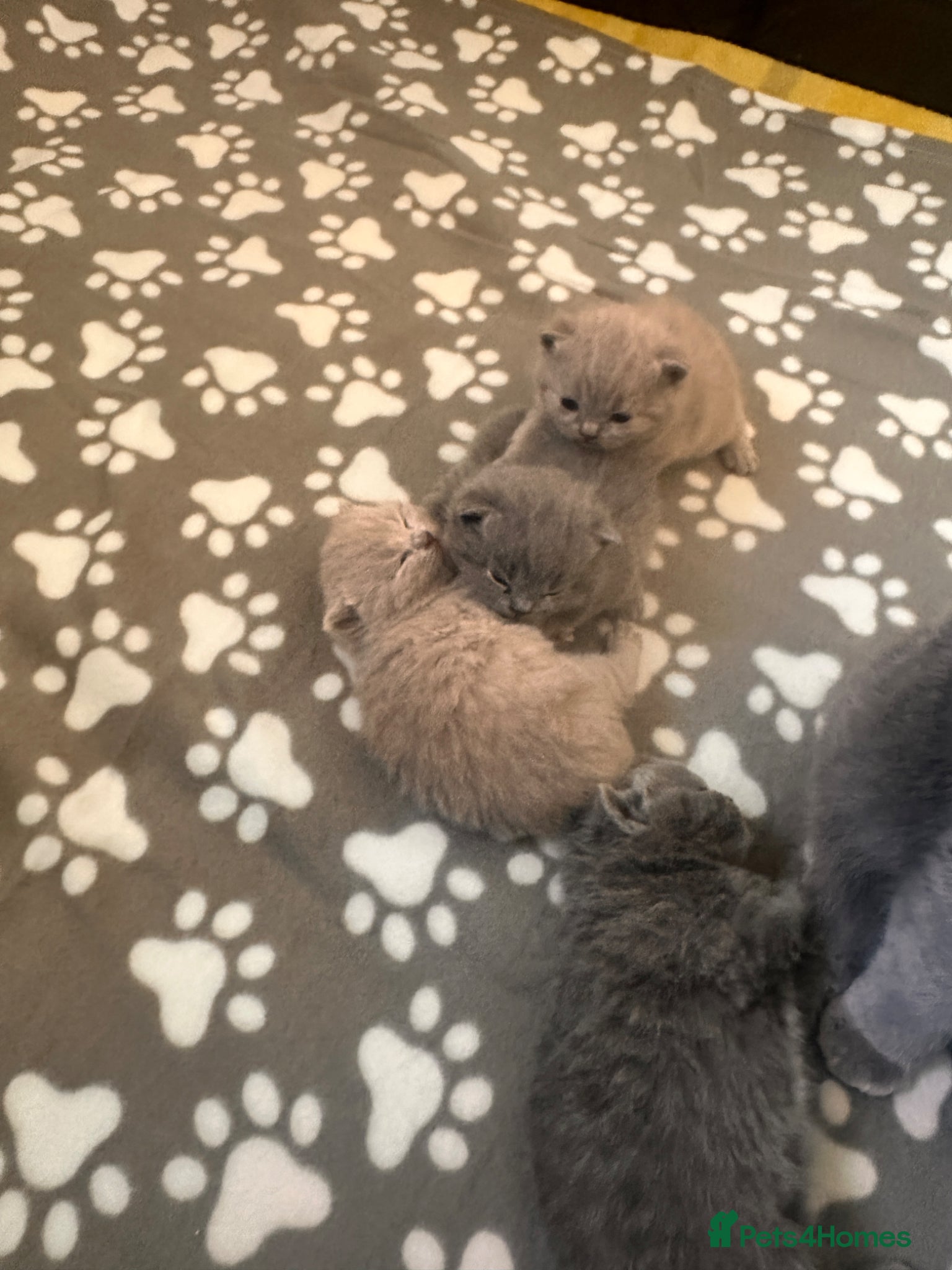 British Shorthair cats Stunning Blue & Lilac BSH - Active Reg Parents - Advert 2