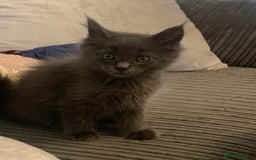 Maine Coon cats for sale: 6 beautiful maine coon kittens - Image 2