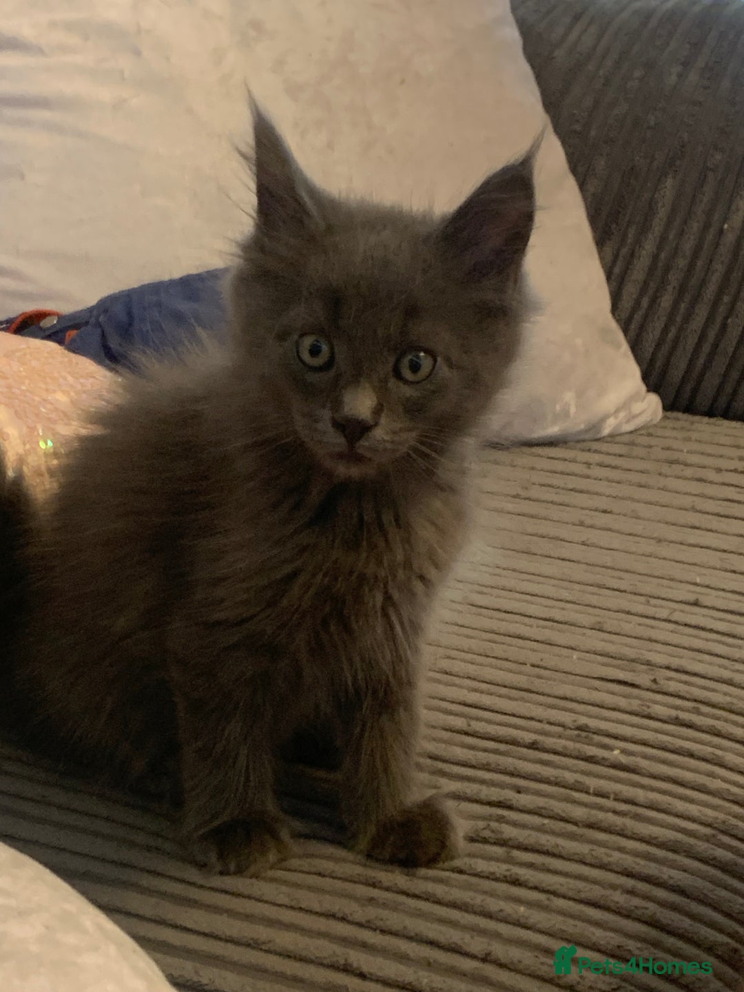 Maine Coon cats for sale: 6 beautiful maine coon kittens - Image 2