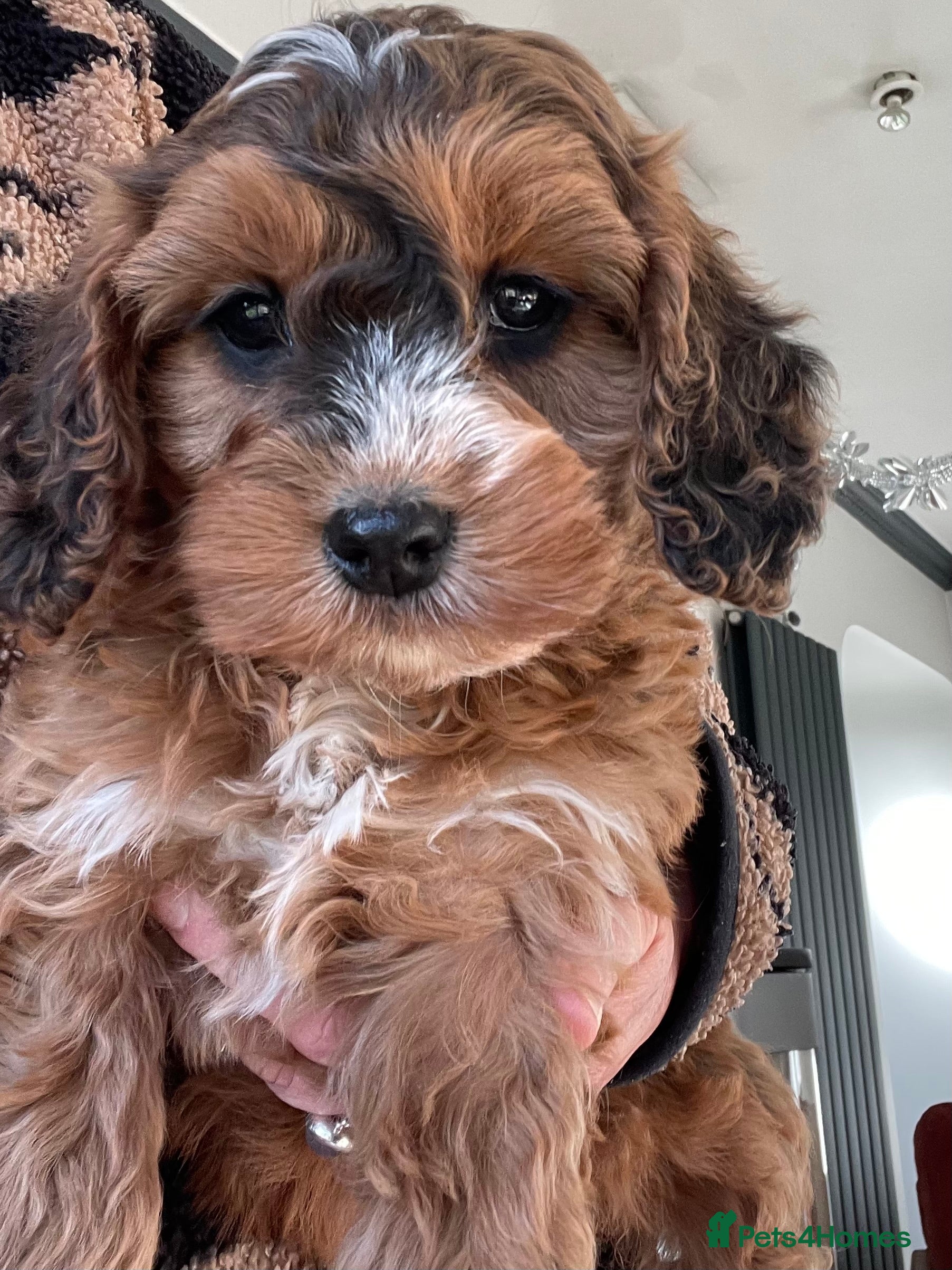 Cockapoo dogs F1 MINIATURE COCKAPOO PUPPIES DNA HEALTH TESTED  - Advert 2