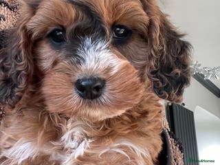 Cockapoo dogs F1 MINIATURE COCKAPOO PUPPIES DNA HEALTH TESTED - Advert 18