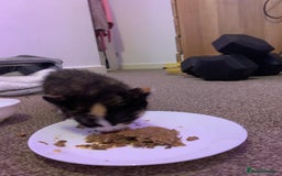 Maine Coon cats for sale: mixed breed kitten for sale  - Image 4