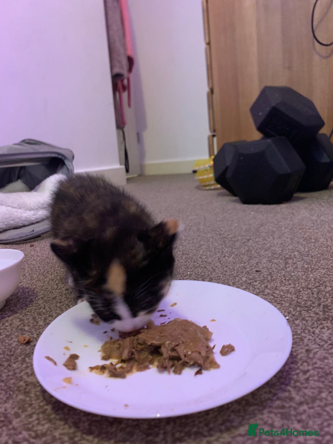 Maine Coon cats for sale: mixed breed kitten for sale  - Image 4