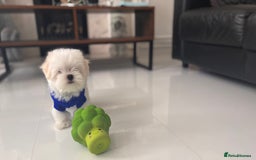 Maltese dogs for sale: 🌟Just One Left 🌟Bambelina Maltese🌟 - Image 31