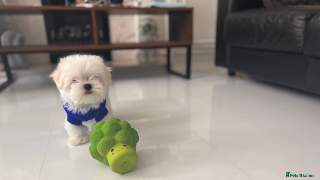 Maltese dogs for sale: 🌟Just One Left 🌟Bambelina Maltese🌟 - Image 31