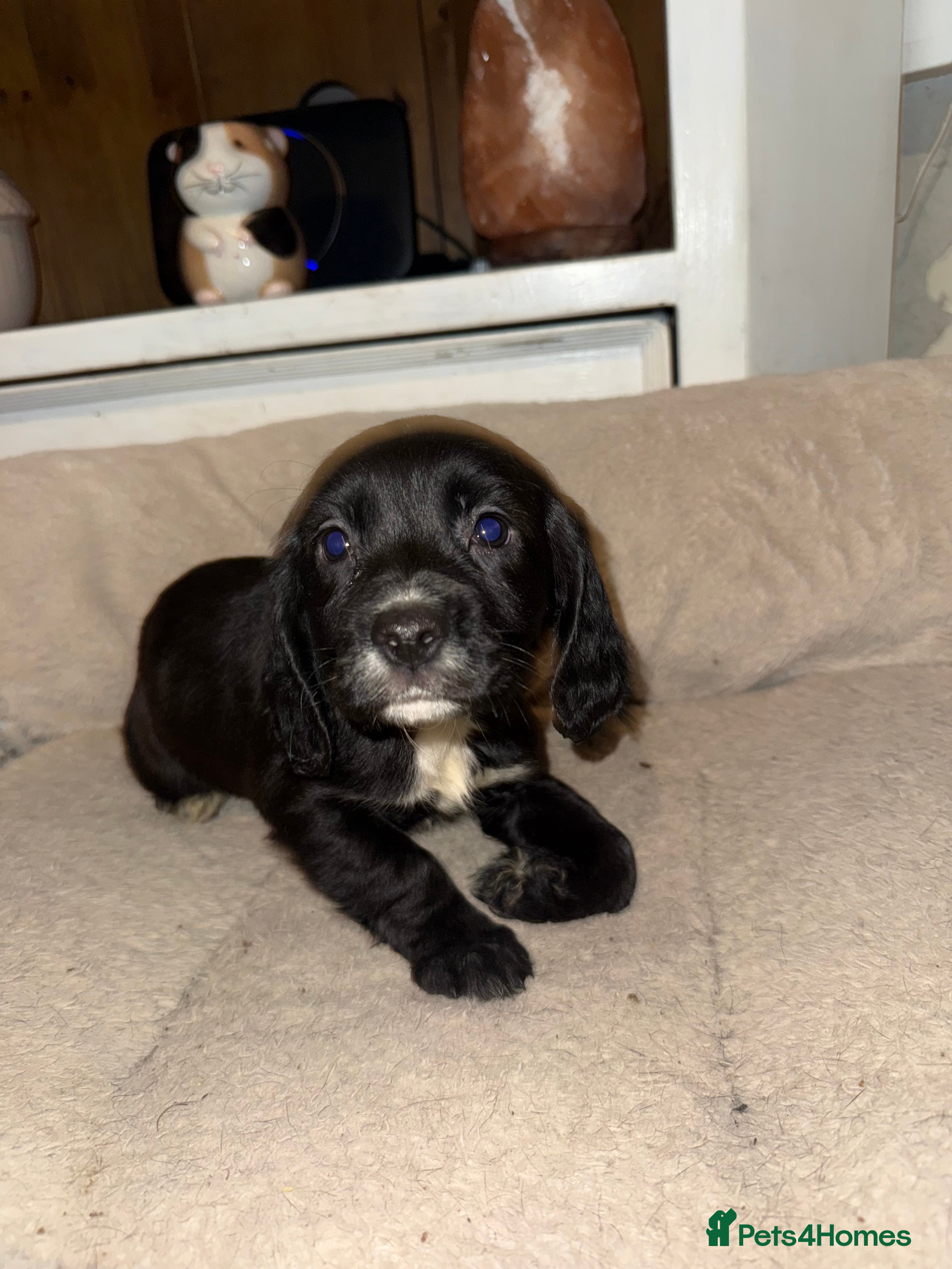 Cocker Spaniel dogs 1 beautiful female cocker spaniel puppy left  - Advert 15