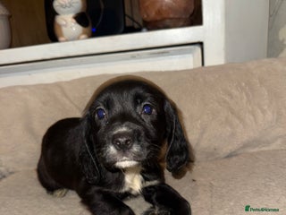 Cocker Spaniel dogs 1 beautiful female cocker spaniel puppy left - Advert 1
