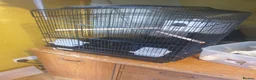 Budgerigars birds for sale: Complete Budgie Breeding Setup – 18-Month-Old Pair in Banbury - Advert 3