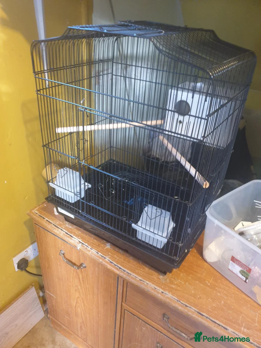 Budgerigars birds for sale: Complete Budgie Breeding Setup – 18-Month-Old Pair in Banbury - Advert 3