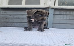 Cane Corso dogs for sale: Italian cane corso puppies  - Image 13