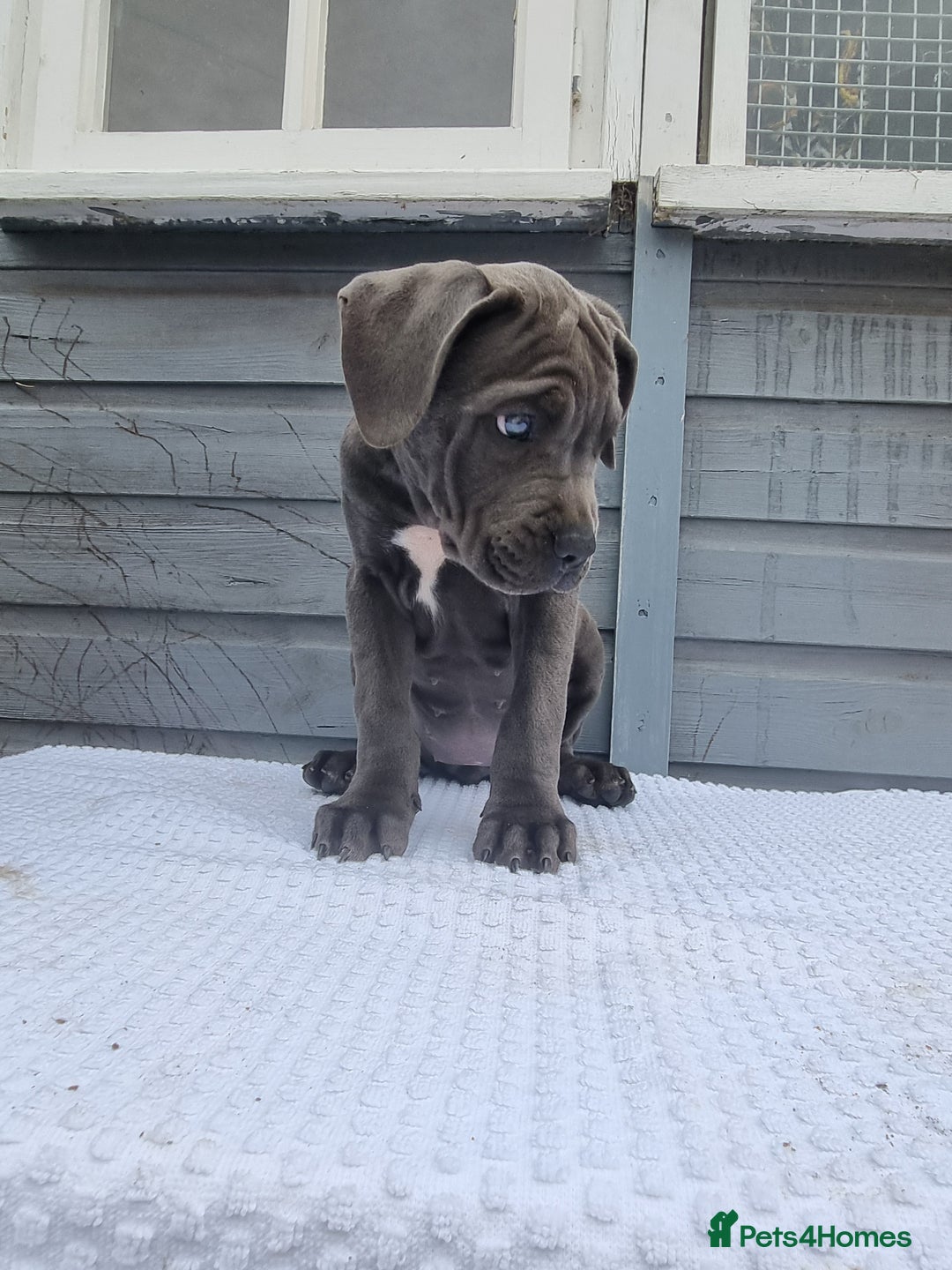 Cane Corso dogs for sale: Italian cane corso puppies  - Image 13