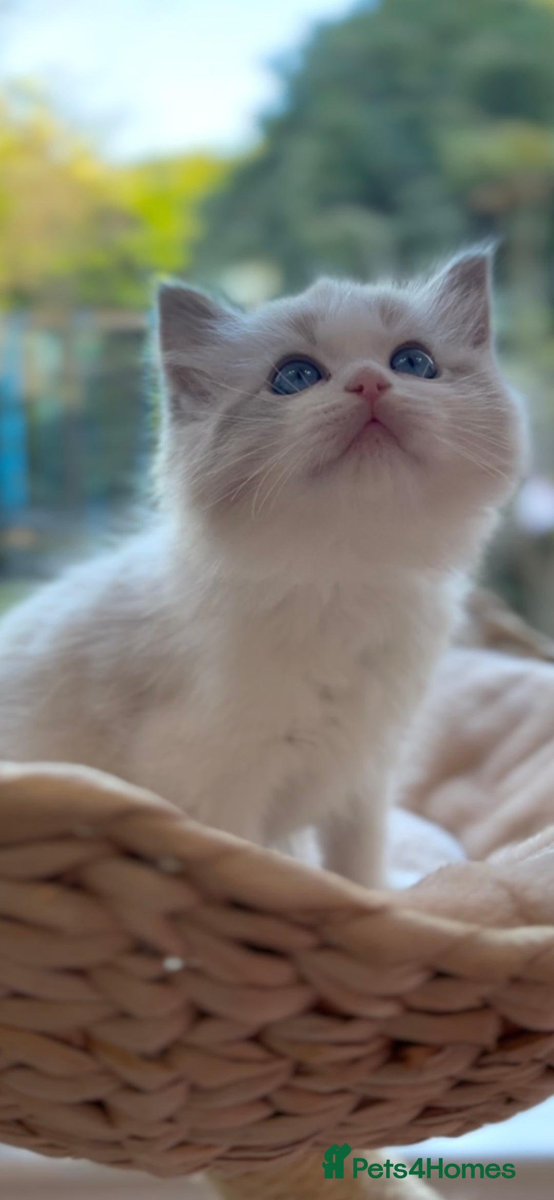 Ragdoll cats for sale: GCCF Registered. Grand Champion Bloodlines. - Advert 38