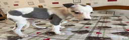 Whippet dogs for sale: Whippet puppies in Chesterfield - Advert 3