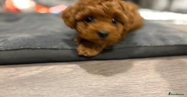Cavapoo dogs - Advert 11