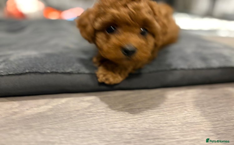 Cavapoo dogs - Advert 16