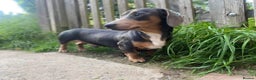 Miniature Dachshund dogs for sale: Miniature dachshunds - Advert 5