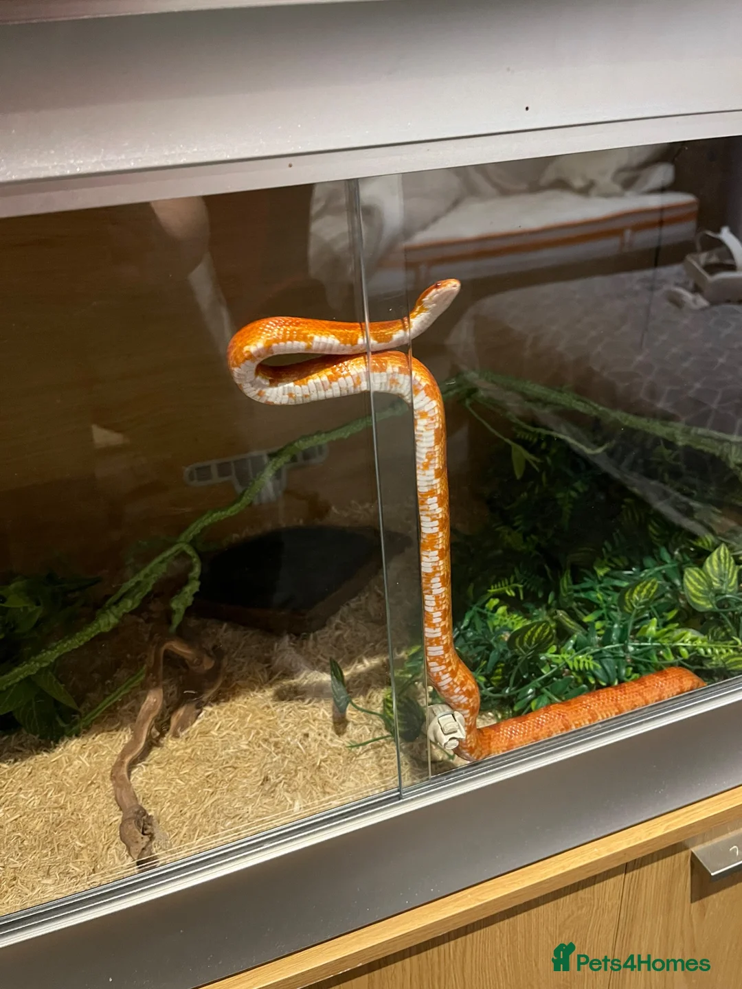 Corn Snake reptiles for sale:  Sunglow cornsnake with full setup and accessories in Colchester - Advert 2