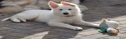 German Shepherd dogs for sale: Stunning White KC Long Haired GSD pups ready 18/12 - Advert 19