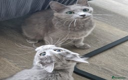 Nebelung cats for sale: Pedigree Nebelung boy kitten  - Image 8