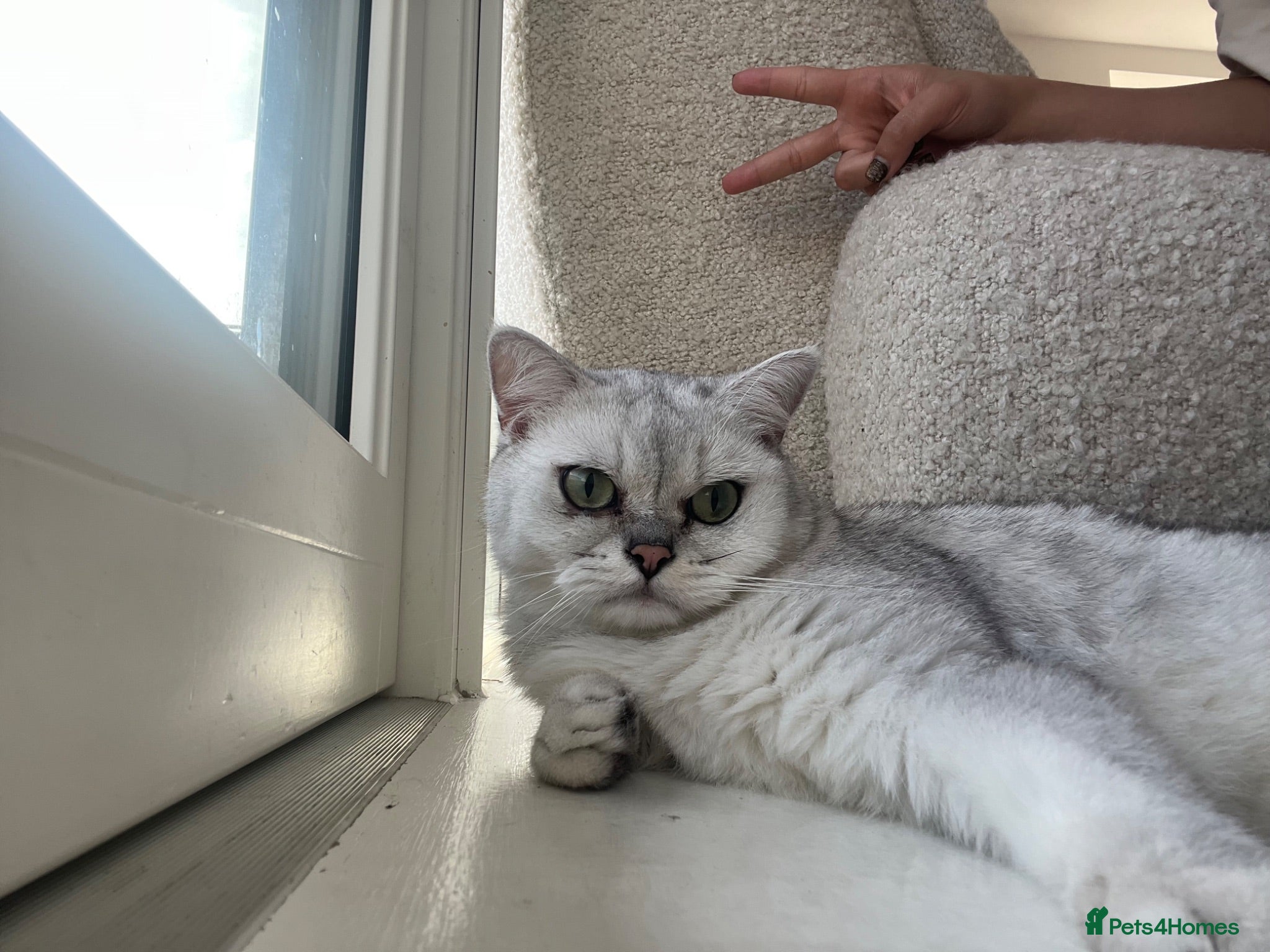 British Shorthair cats 1 year old BHS looking for forever home. - Advert 2