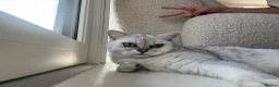 British Shorthair cats for sale: 1 year old BHS looking for forever home. - Advert 1