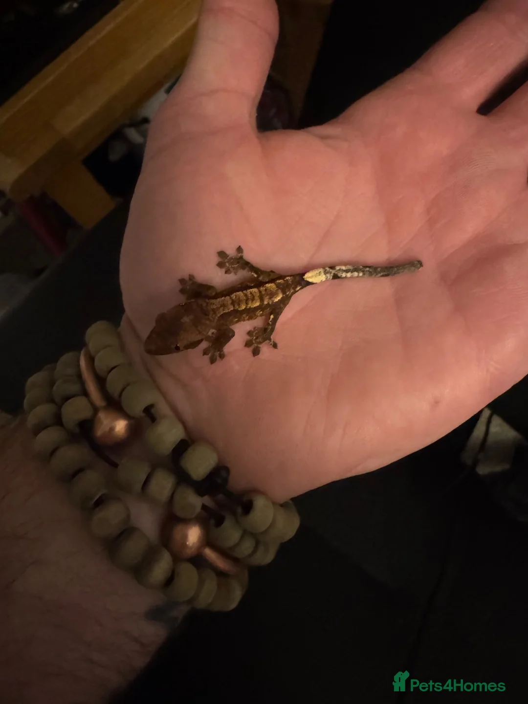 Gecko reptiles for sale: Mixed crested geckos  - Advert 2