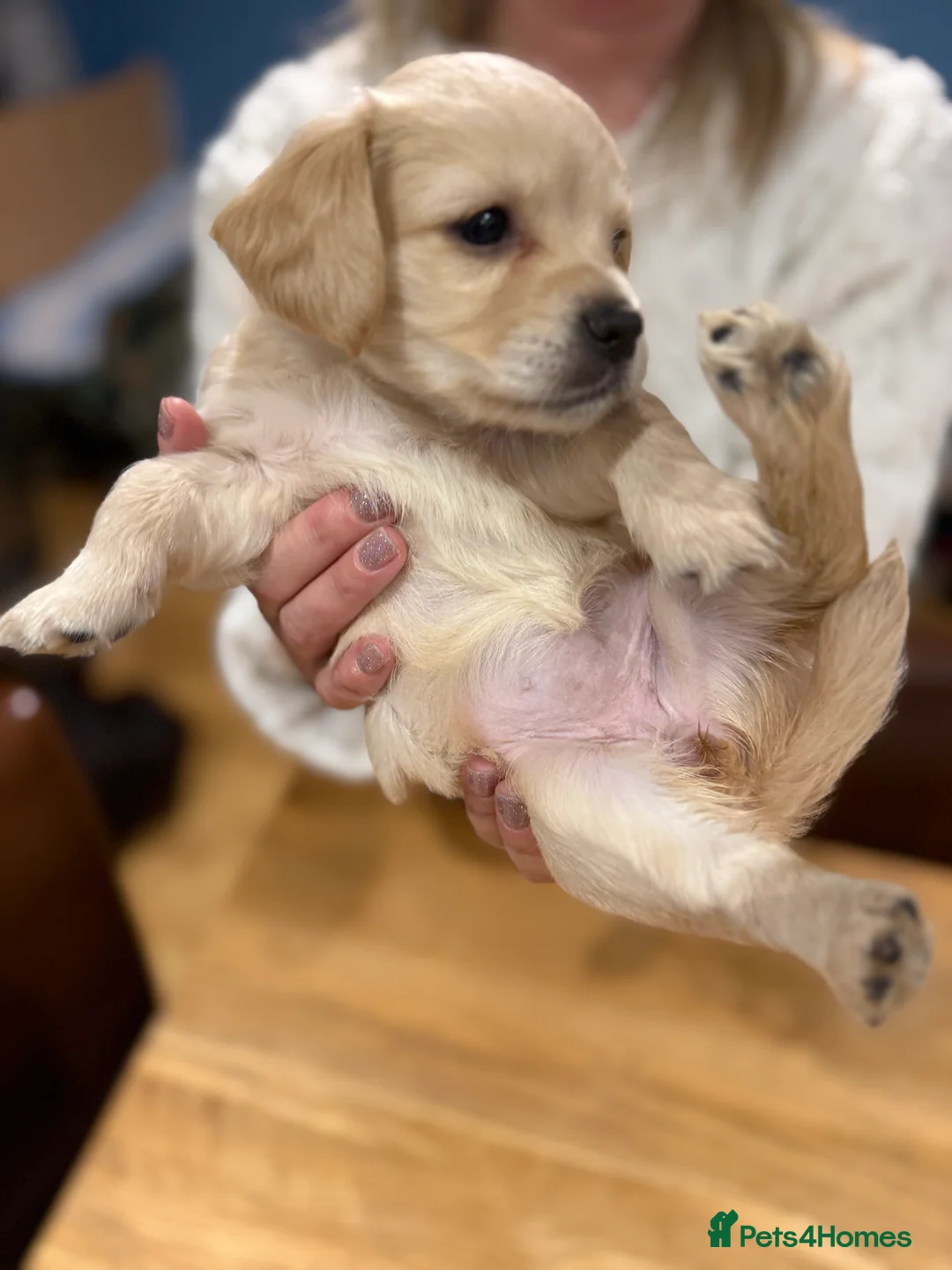 Mixed Breed dogs for sale: Chi-spaniels  - Advert 14