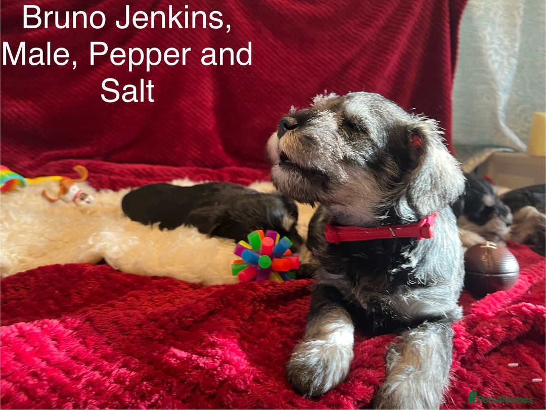 Miniature Schnauzer dogs for sale: Beautiful, KC Registered, health & BVA eye tested. - Advert 11