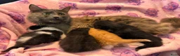 Mixed Breed cats for sale: 3 GORGEOUS KITTENS LEFT READY TOMORROW  - Advert 10