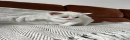 Ragdoll cats for sale: Beautiful main coon x ragdoll kittens  in Daventry - Advert 22
