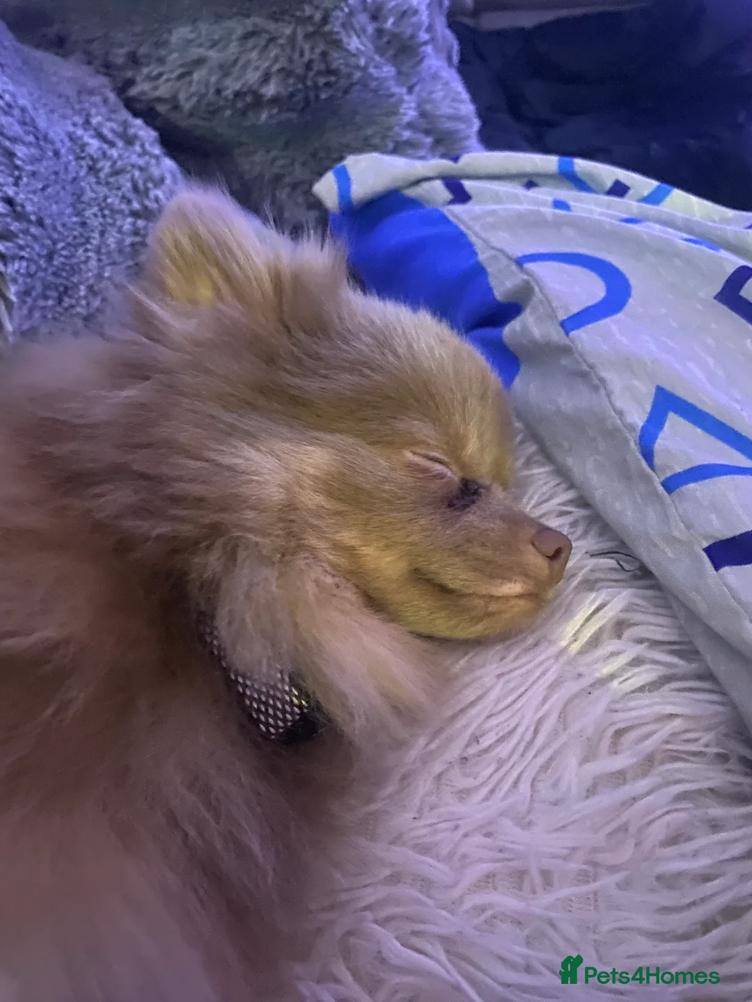 Pomeranian dogs for sale: Male Pomeranian  in Manchester - Advert 2