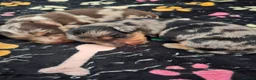 Miniature Dachshund dogs for sale: 3 beautiful longhaired dapple dachshund - Advert 5