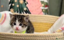 Siberian cats for sale: 4 Beautiful Siberian Cross Kitties 💗 - Advert 11