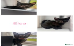 Mixed Breed cats for sale: 4 female kittens - Image 4