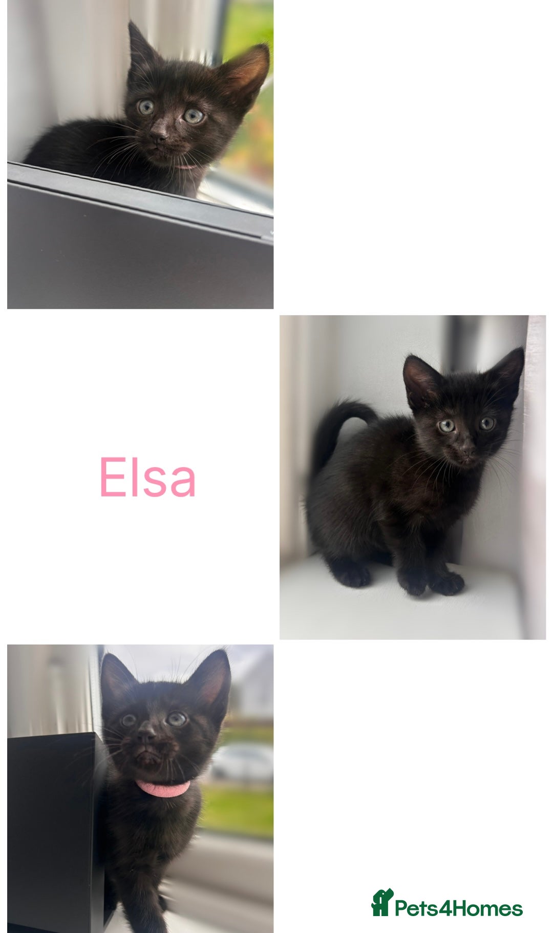 Mixed Breed cats for sale: 4 female kittens - Image 4