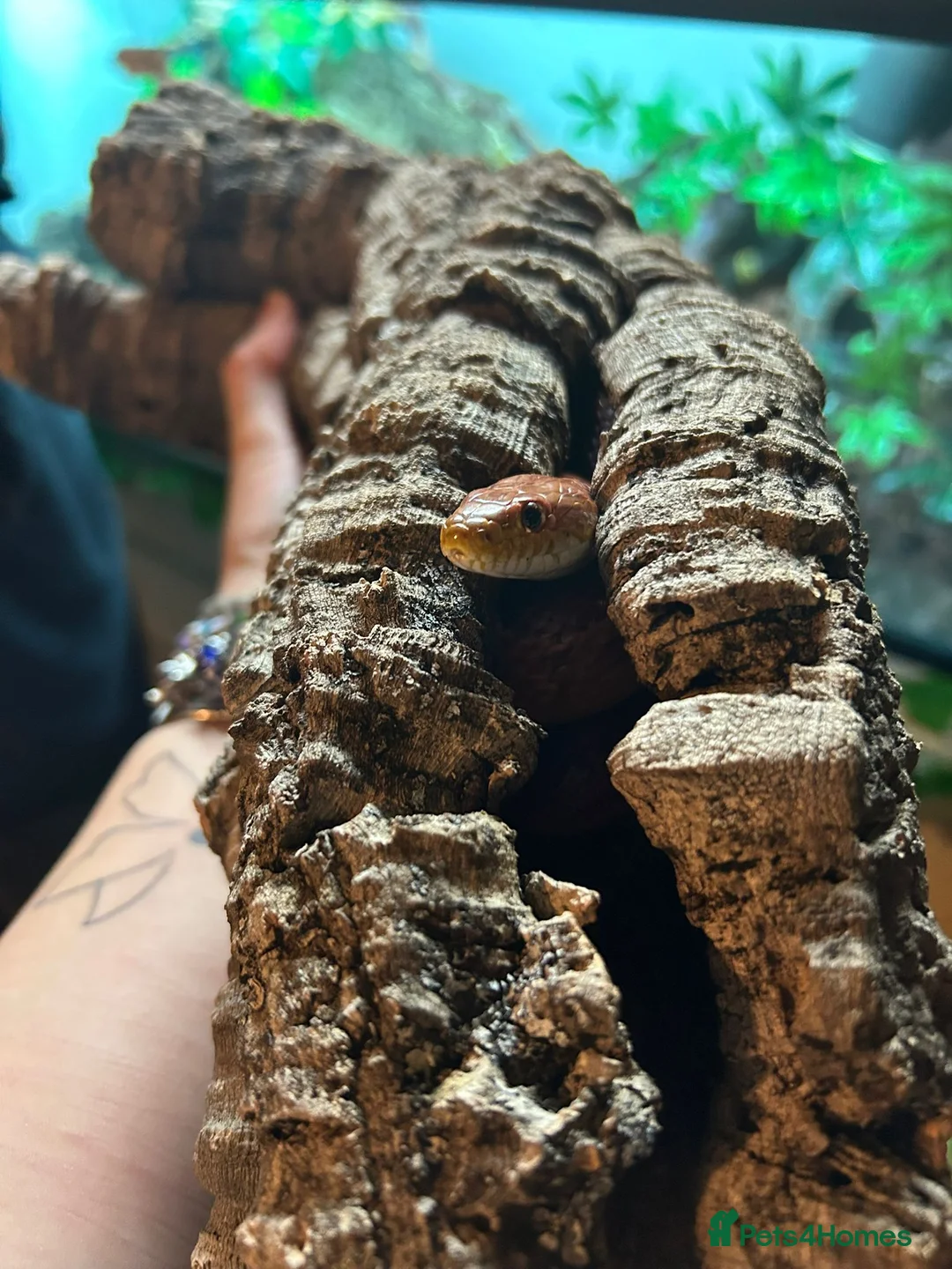 Corn Snake reptiles for sale: Male Cornsnake and Vivarium all items included - Advert 3