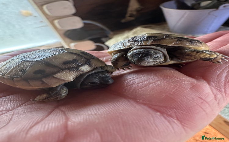 Tortoise reptiles - Advert 8