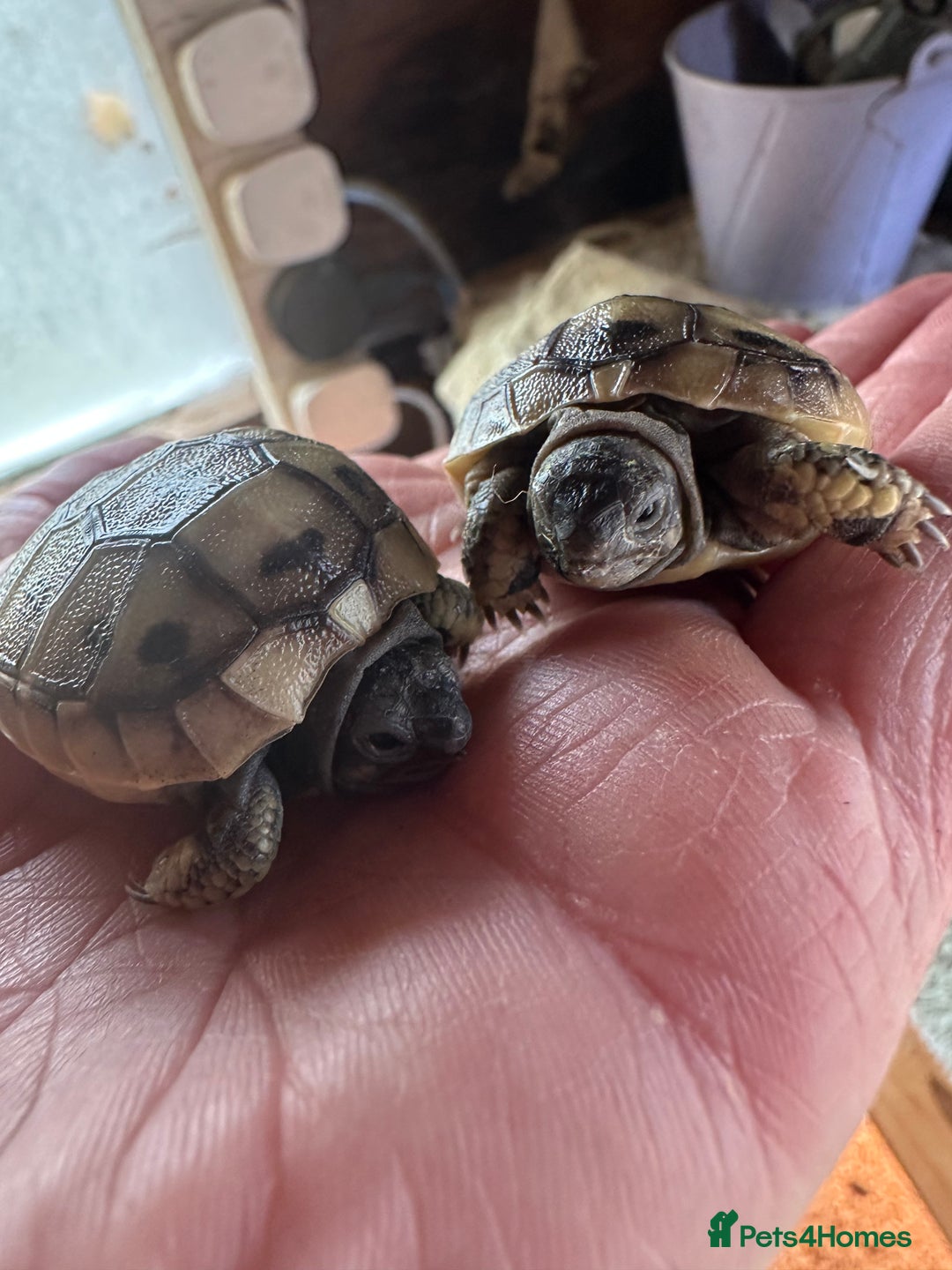 Tortoise reptiles for sale: Hatchling Hermann Tortoises - Image 1