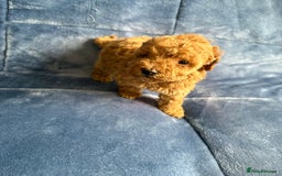Cavapoo dogs for sale: Gorgeous cavapoo puppys - Image 16