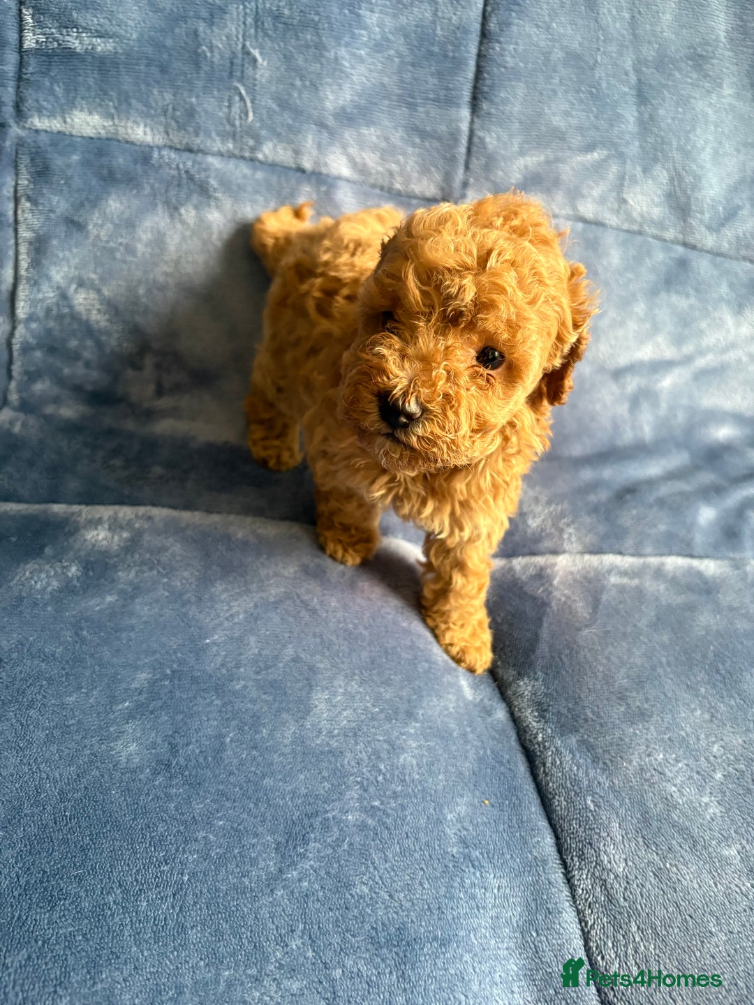 Cavapoo dogs for sale: Gorgeous cavapoo puppys - Image 16