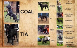 Presa Canario dogs for sale: Perro de presa canario - Advert 4