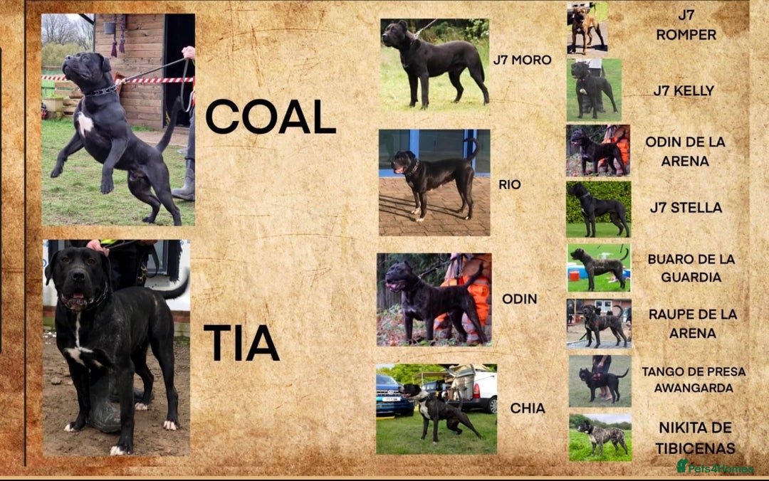 Presa Canario dogs for sale: Perro de presa canario - Advert 4